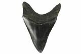 Fossil Megalodon Tooth - South Carolina #170479-1